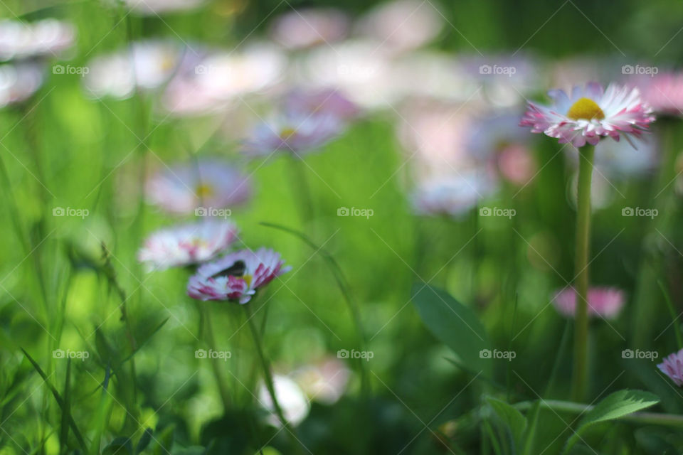 flower summer meadow flora by ndia