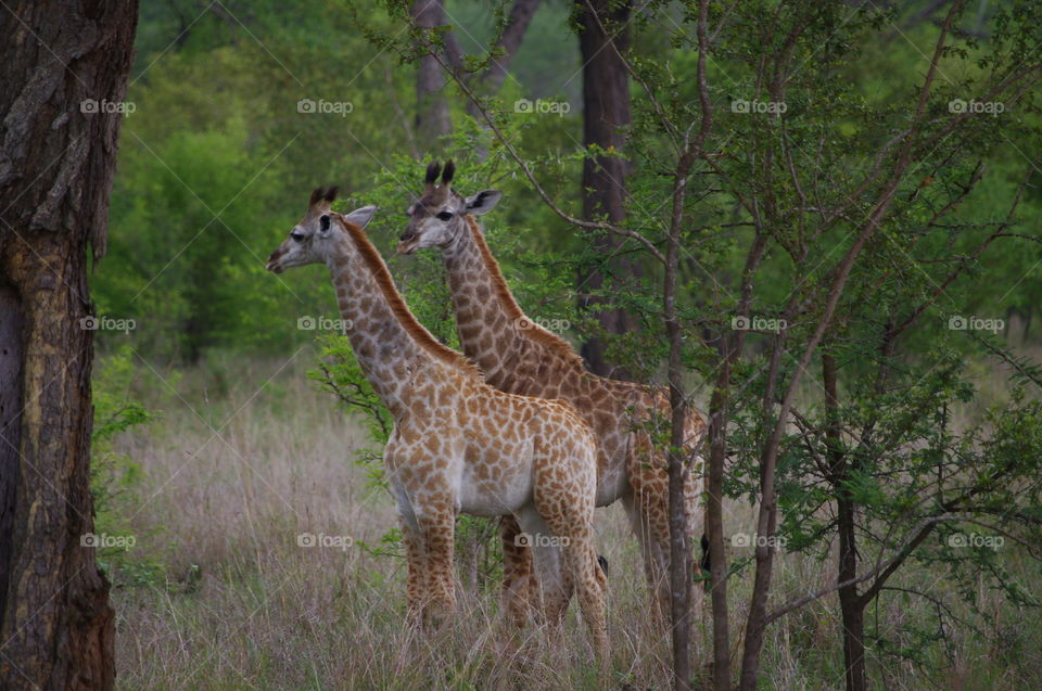 Giraffe pair seen at Kruger Park South Africa