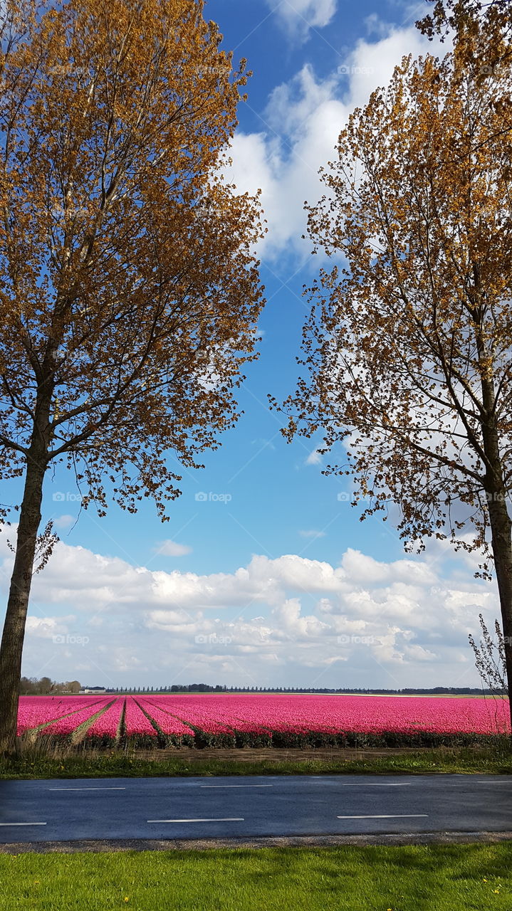 A tulip field