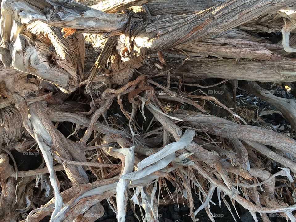 Old tree roots
