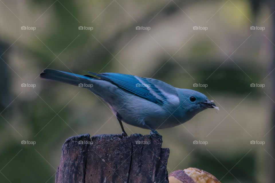 Bird standing on a tree