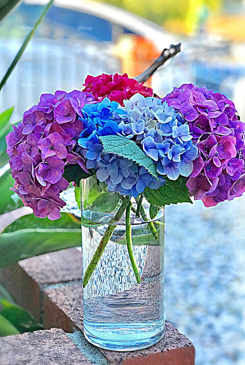 Hydrangea