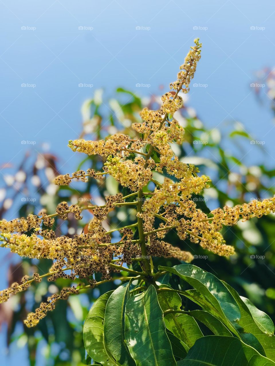 Mango flowers 