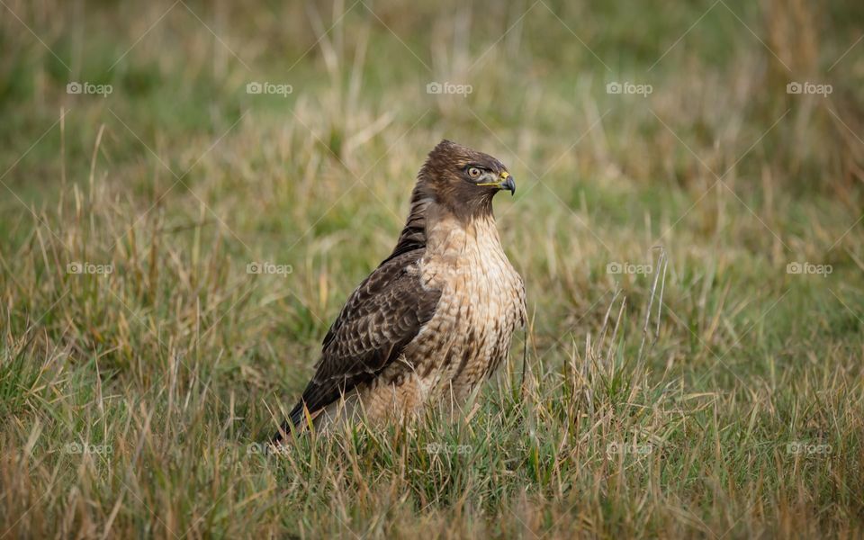Hawk perching on grassy field