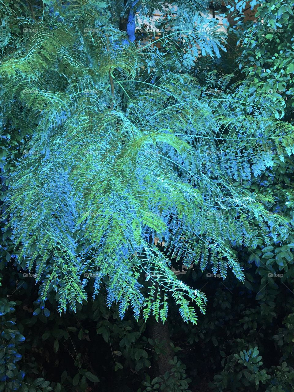 Vegetation under December colored lights 