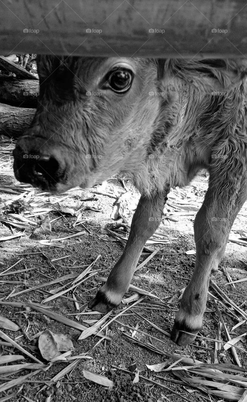New born calf, black and white