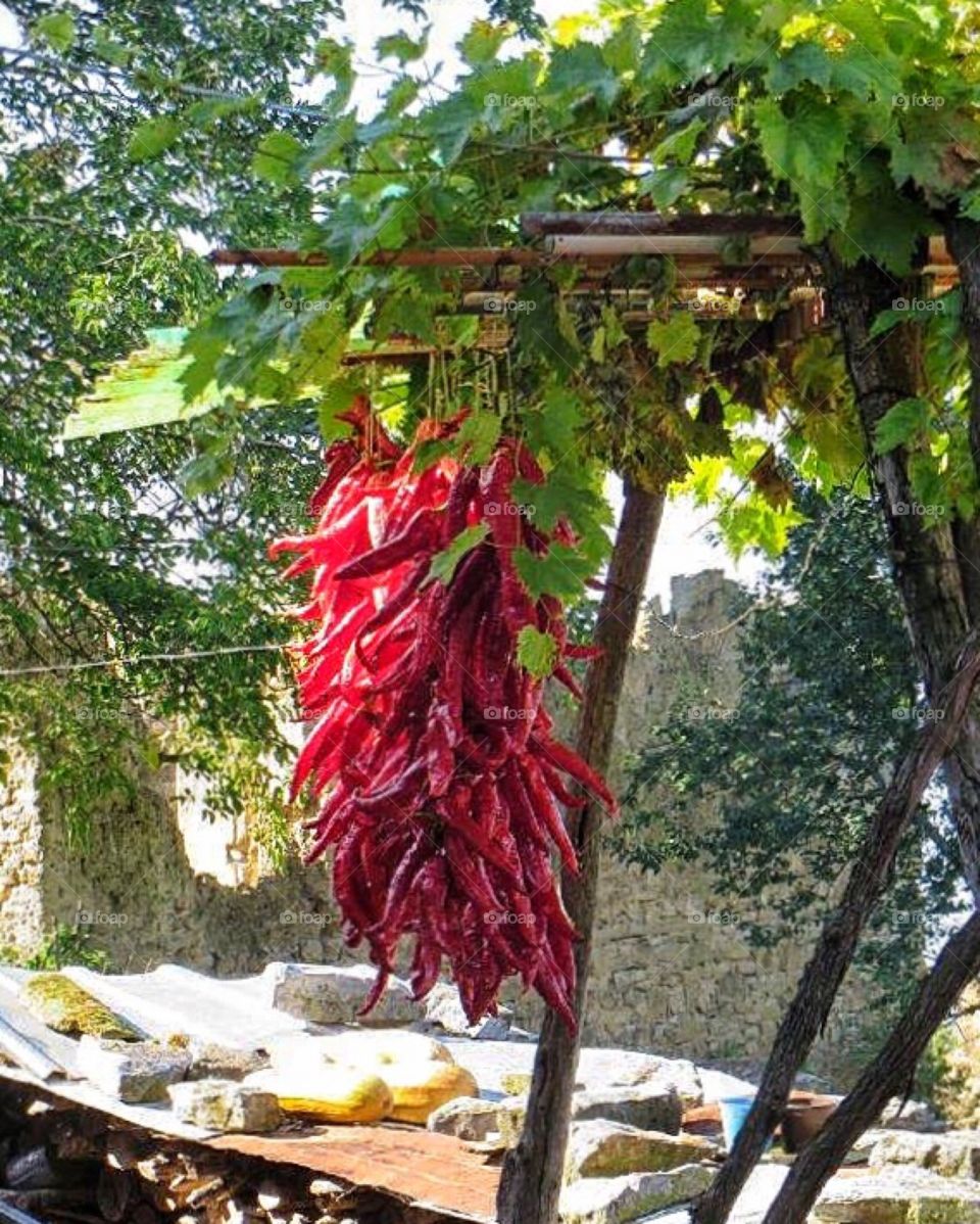 Pepper hanging to dry 