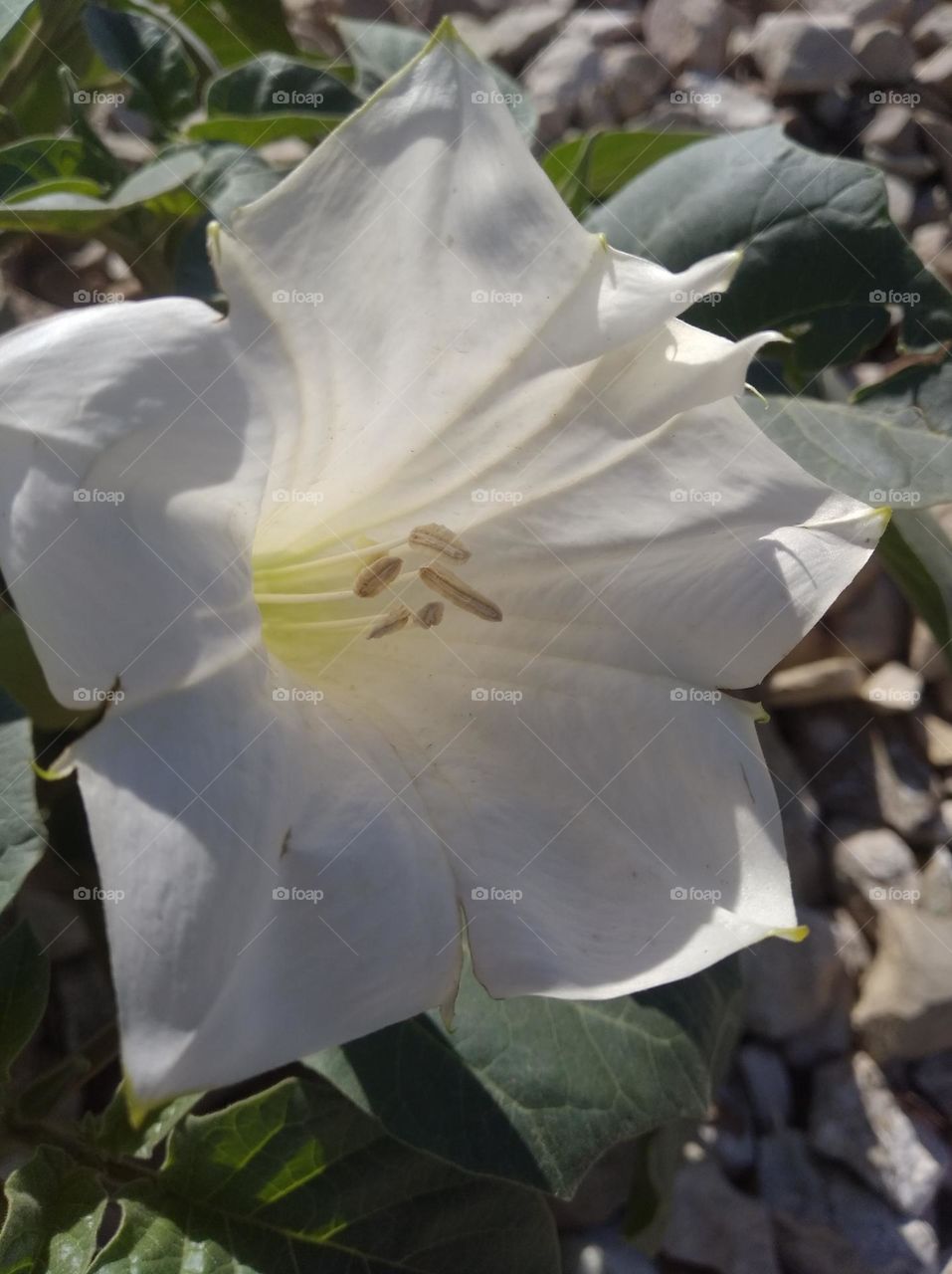 the datura flower seasonal fresh looks very beautiful generally found everywhere very poisonous species