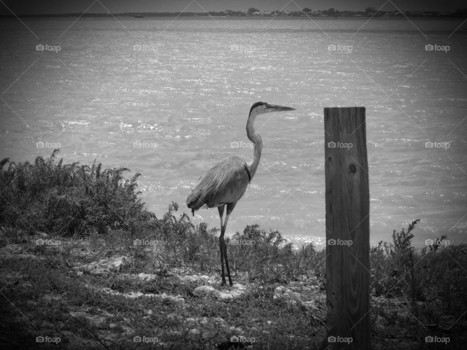 great blue heron grayscale