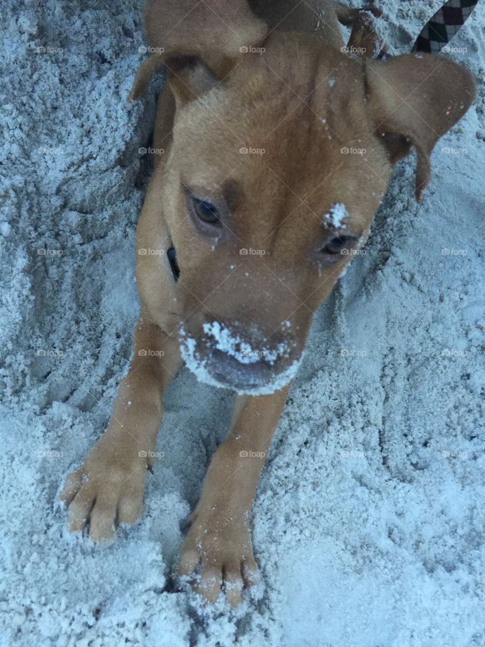 Cute Puppy Playing In The Sand 