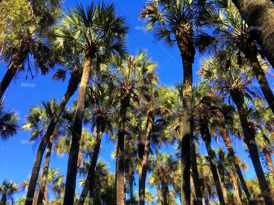View of palm tree in forest