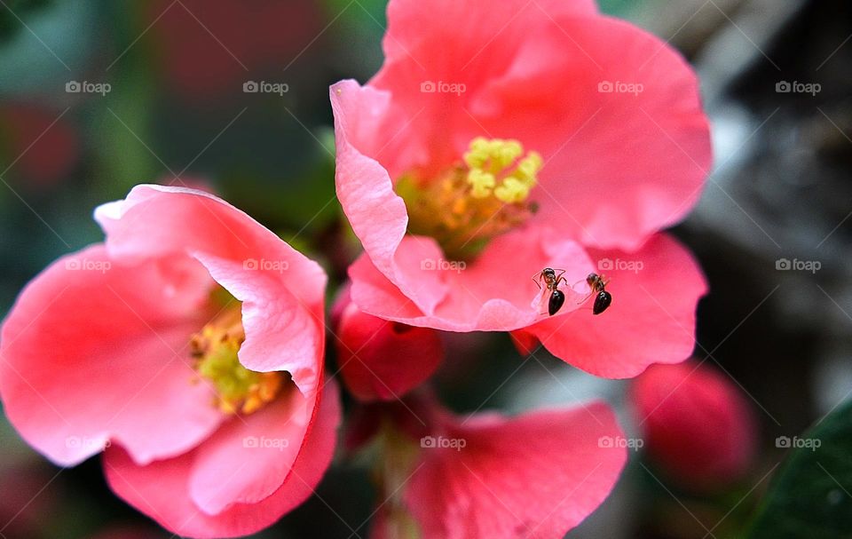 Spring flowers