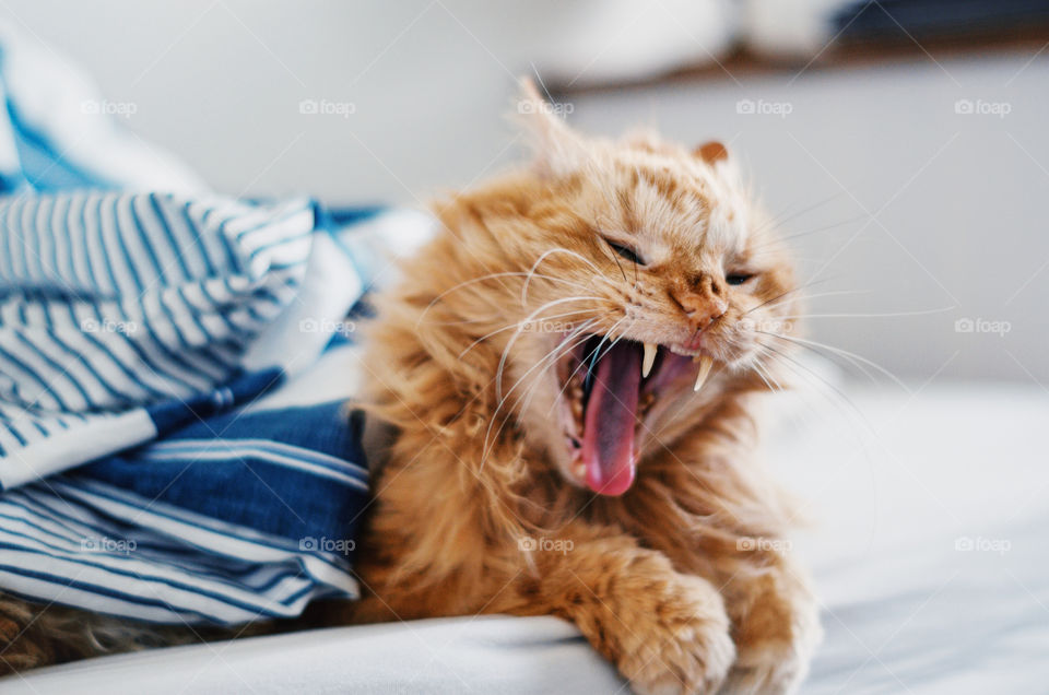 Orange furry cat lying on a bed and yawning mouth wide open.