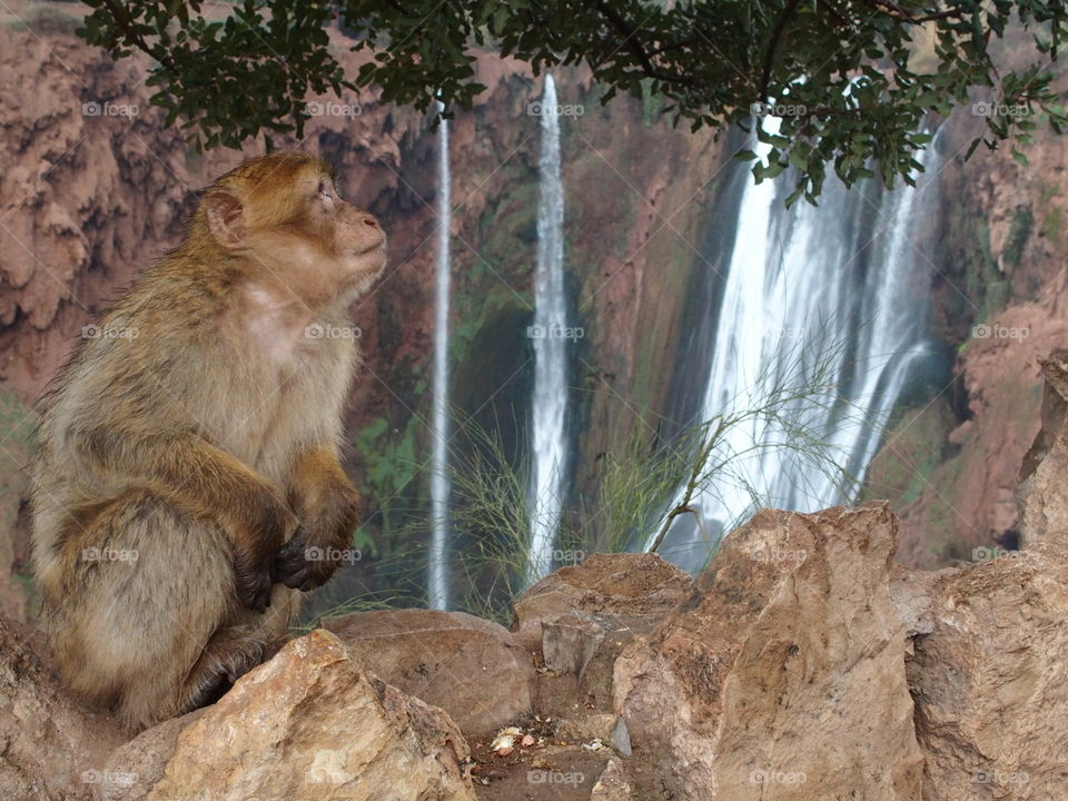Berber monkey at the ouzoud falls