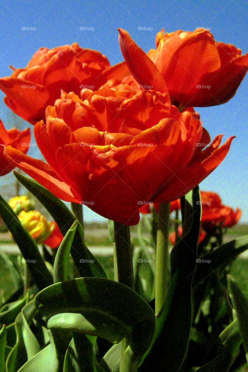 Tulip splendor 