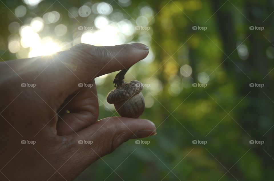 A man standing in a forest holds an acorn to observe it using the suns light shining into the woods.