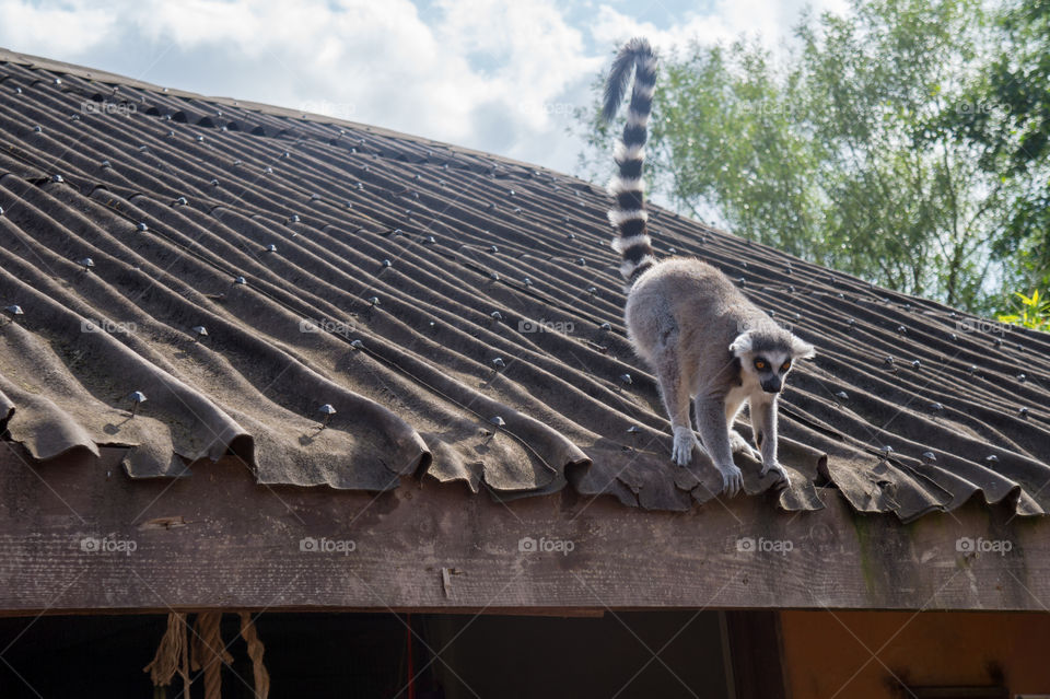 Ring-tailed lemur about to jump