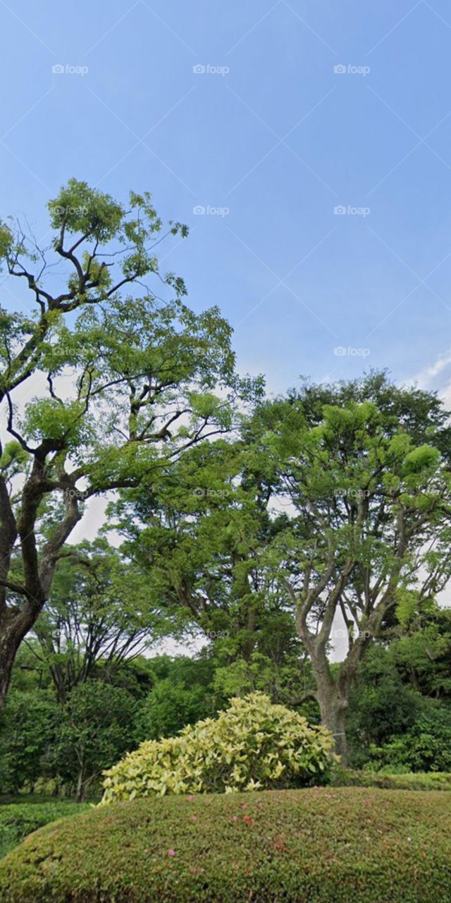 công viên cây xanh.