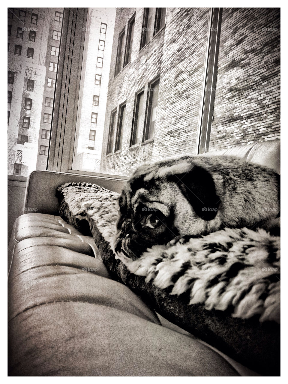 puppy nyc pug new york city by NYCPug