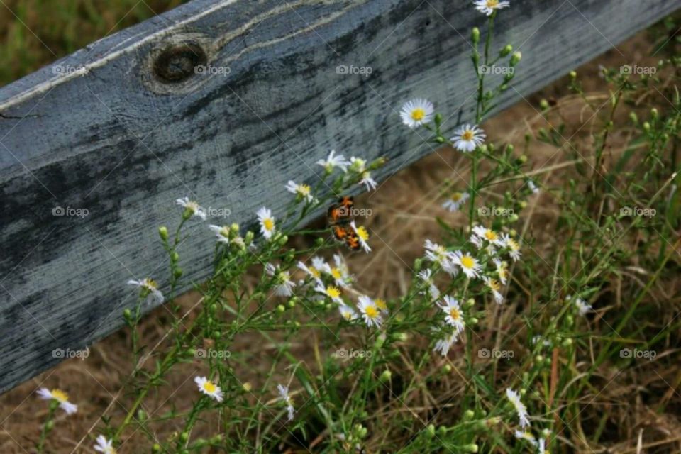 Fence 1. I loved the combination of the fence, flowers and butterfly.