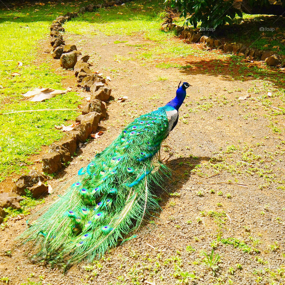 stones path peacock kauai by vintageseason