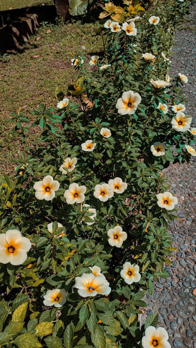 blooming flowers.