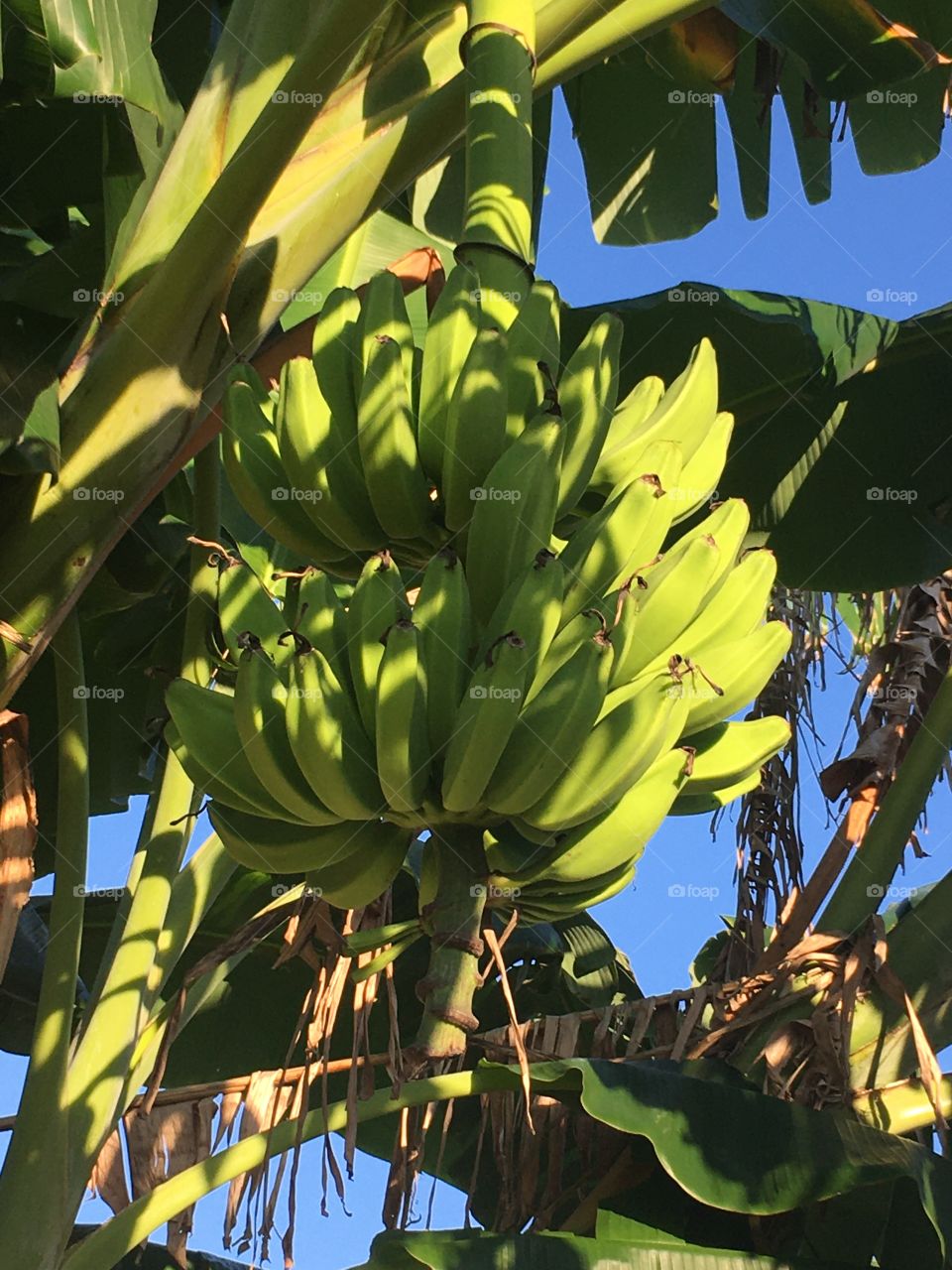 Bananas  in my Floridian backyard 🍌