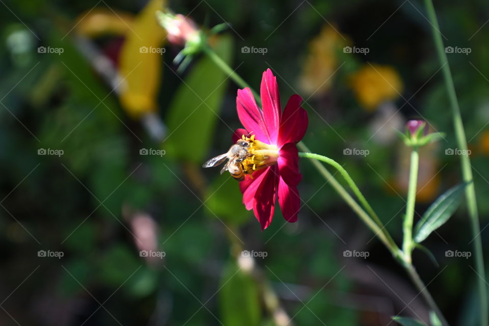 Pink flower bee