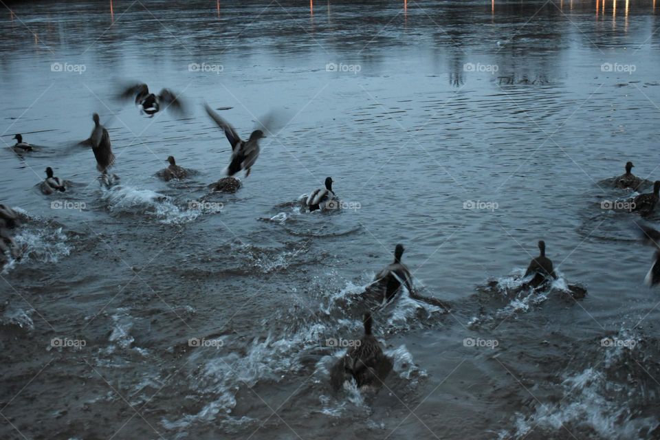Ducks flying off on a small lake in winter.