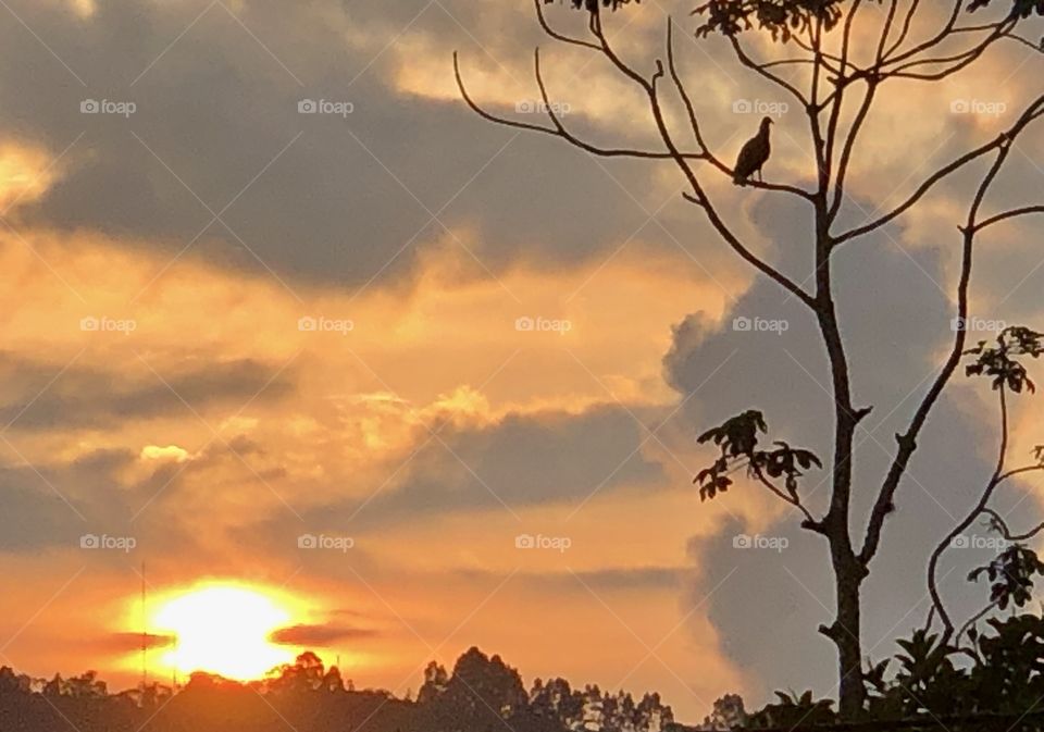 Sunset Bird