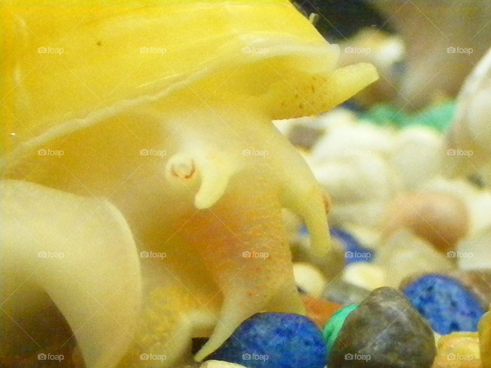 Closeup of the face of a yellow aquarium snail