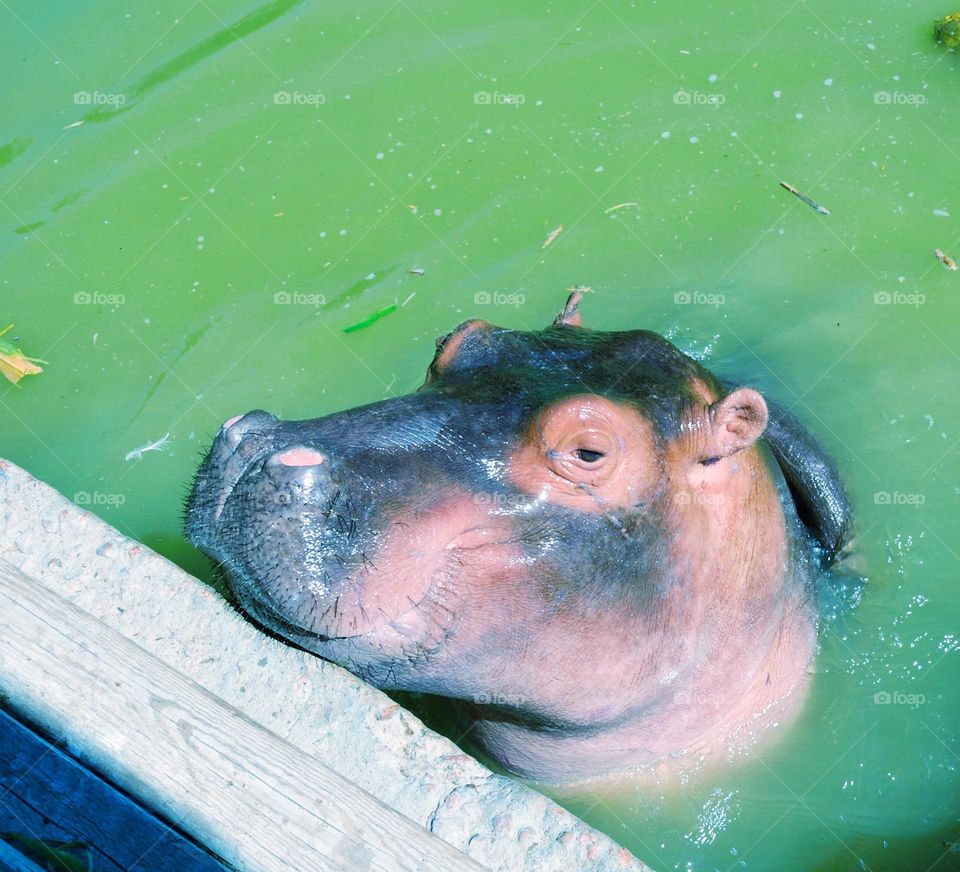 Baby Hippo 