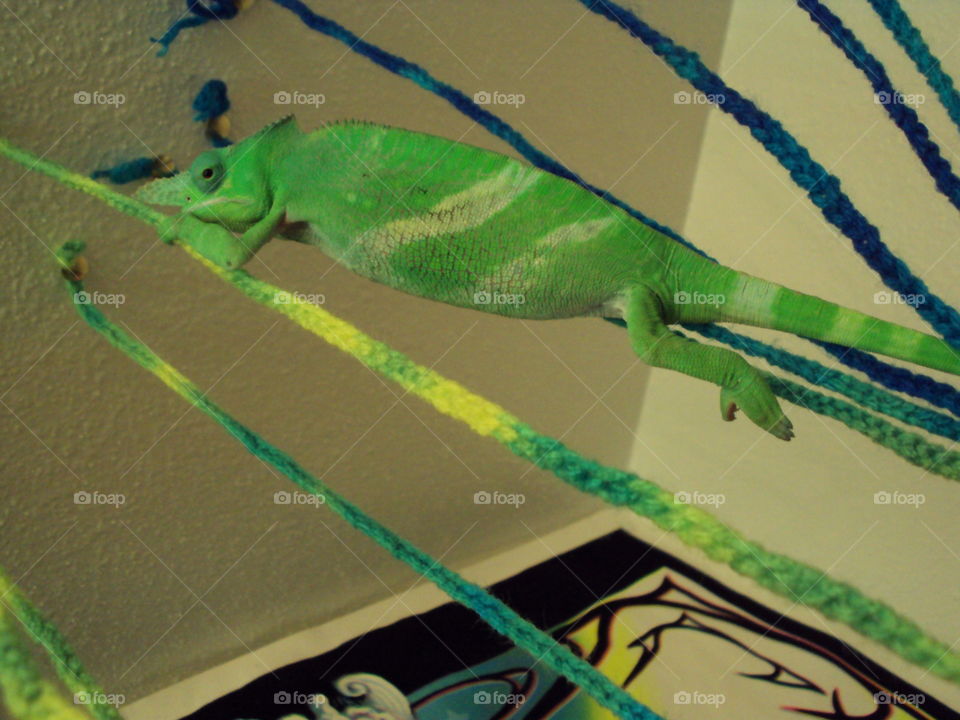 Bradley the Fischer's chameleon playing on his yarn ropes.