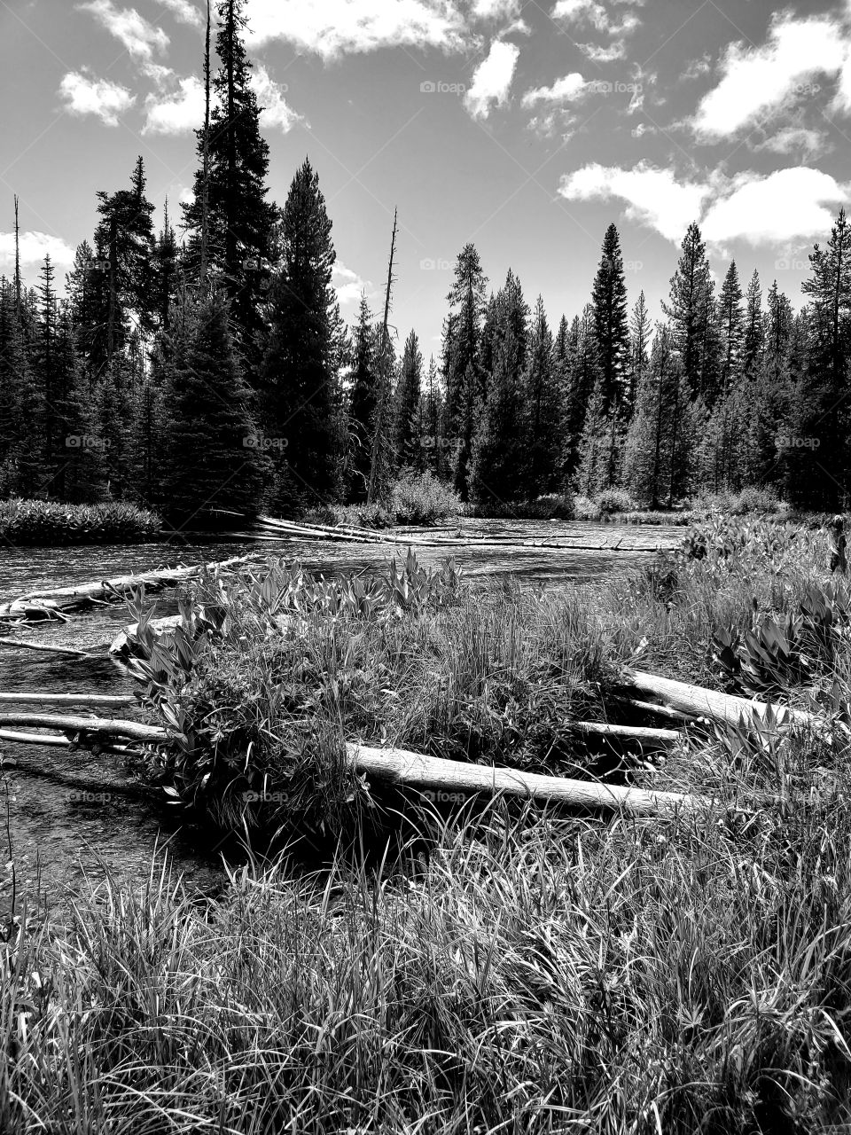 The Deschutes River near its headwaters on a sunny spring day