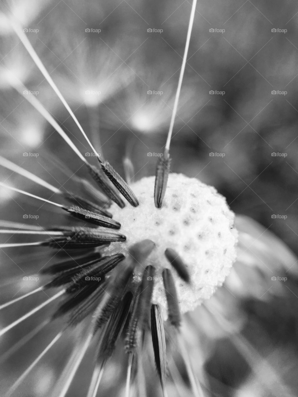 The last of the dandelion 