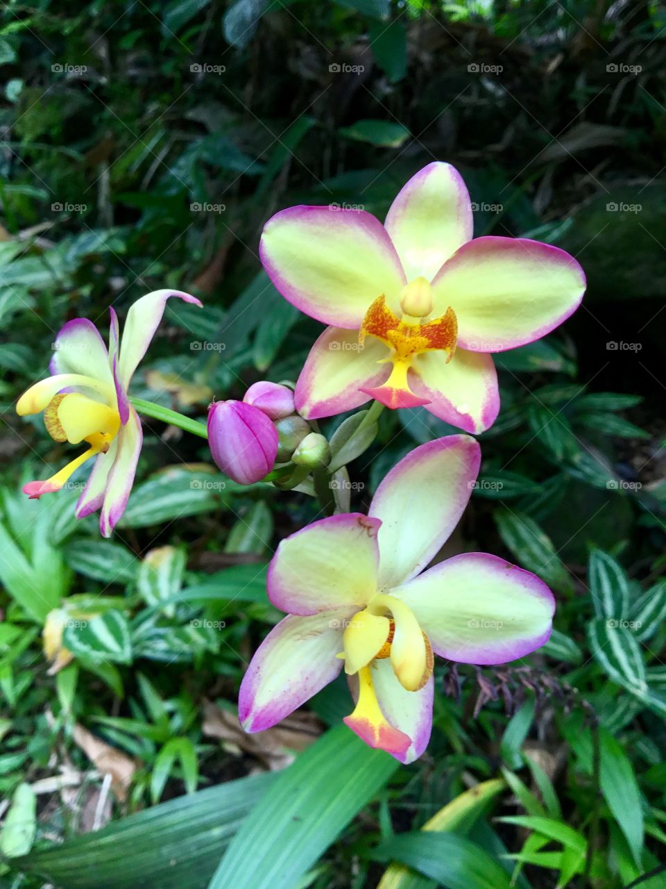 Orchids at Hawaii Tropical Botanical Garden