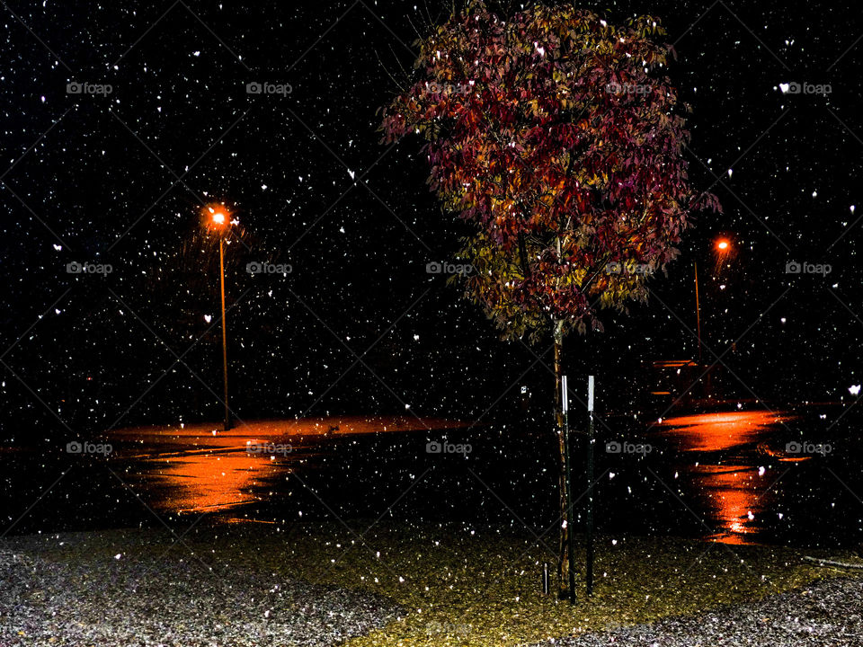Snow storm during the night while the trees still looked like autumn