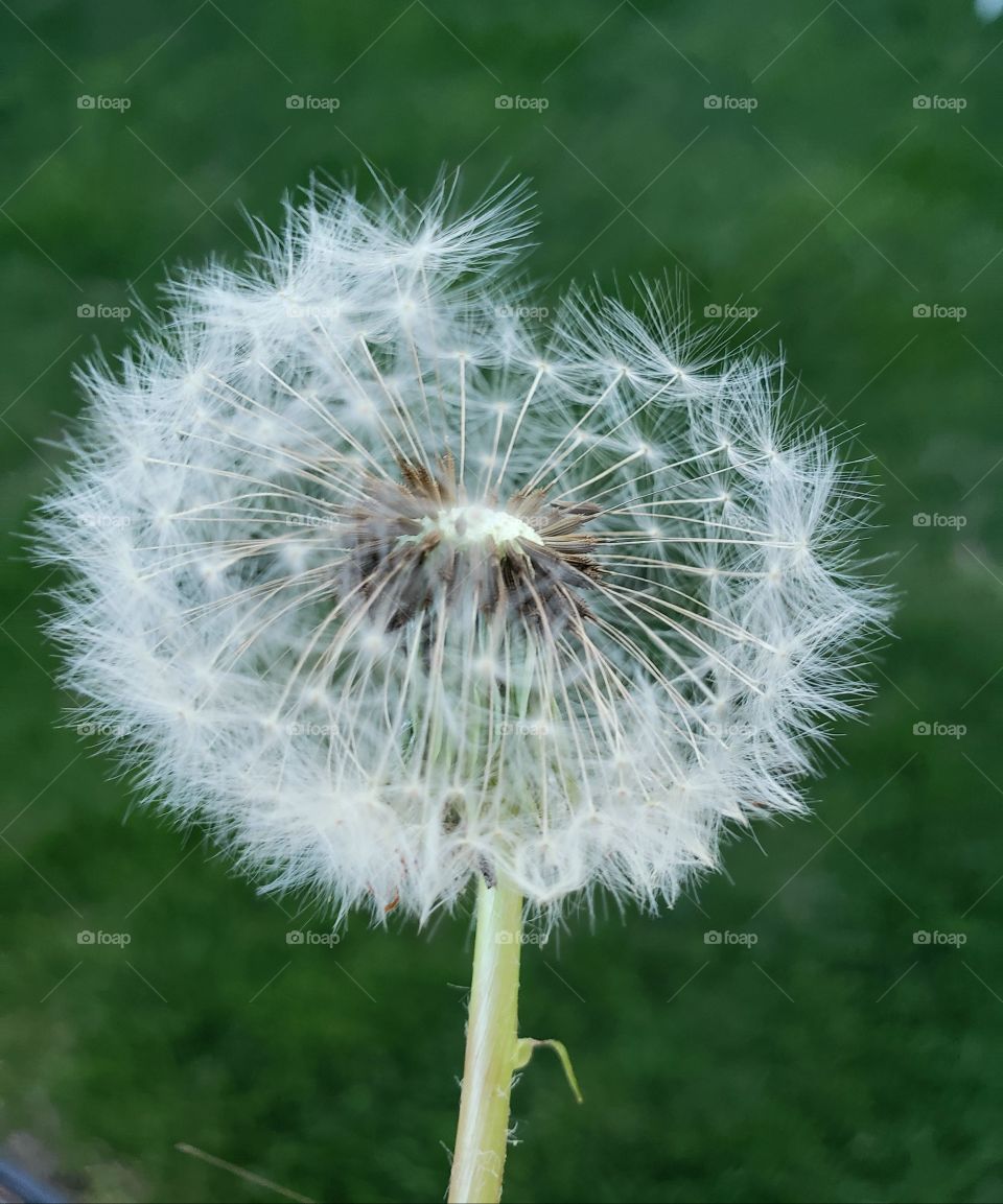 dandelion
