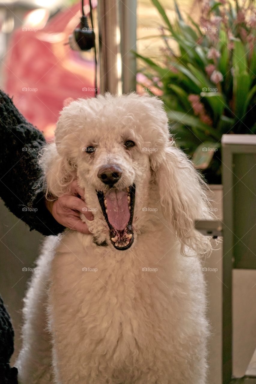 Big poodle, big mouth