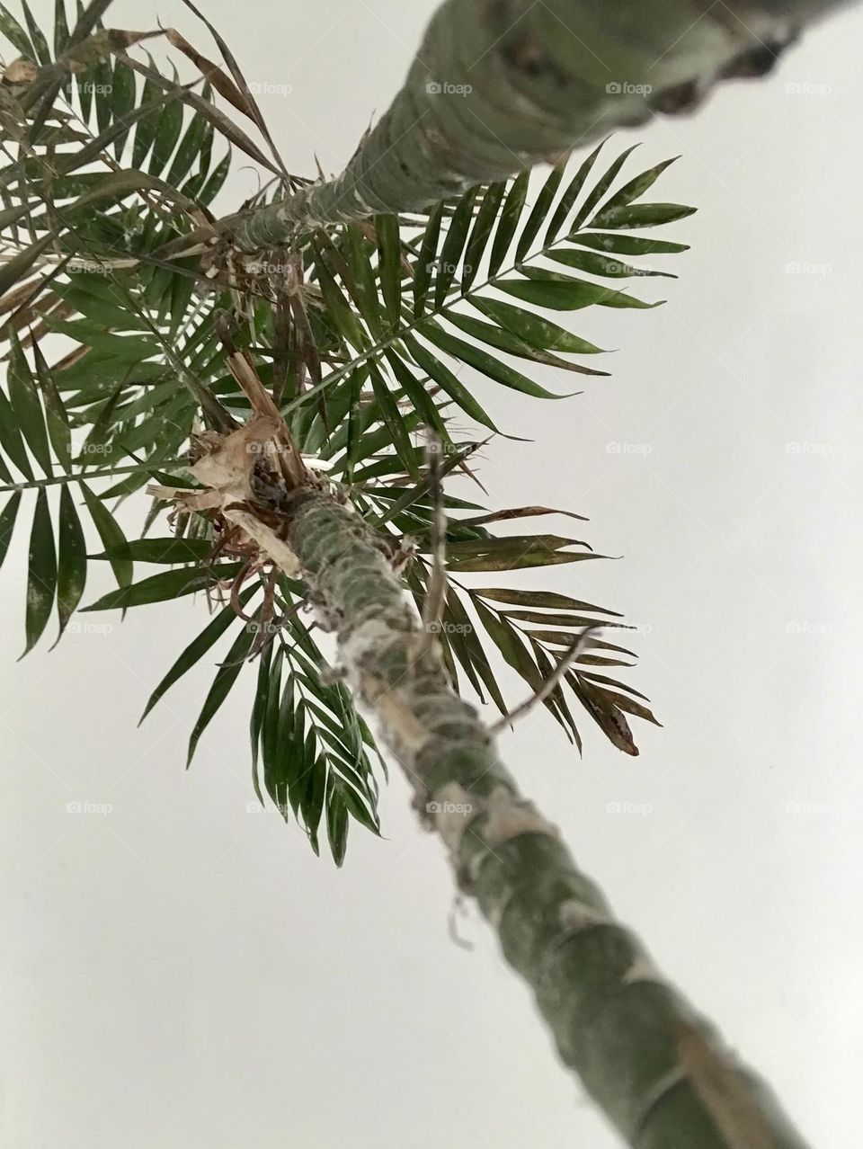 Palmera