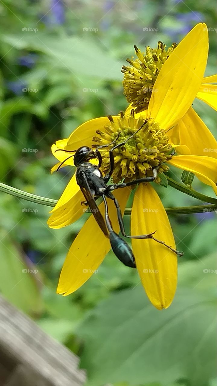 Nature, Summer, Insect, No Person, Leaf