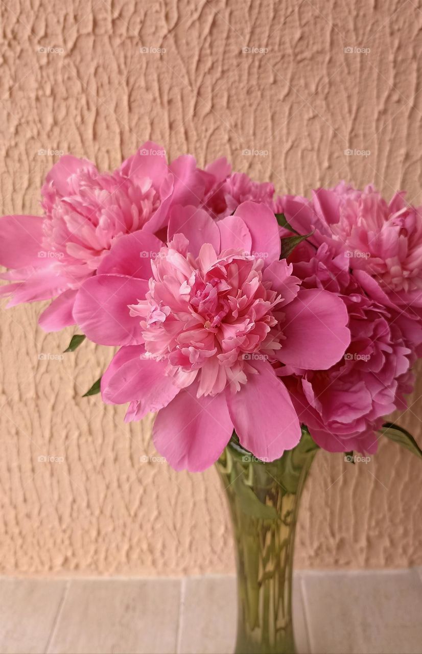 peony flowers in vase spring and summer time