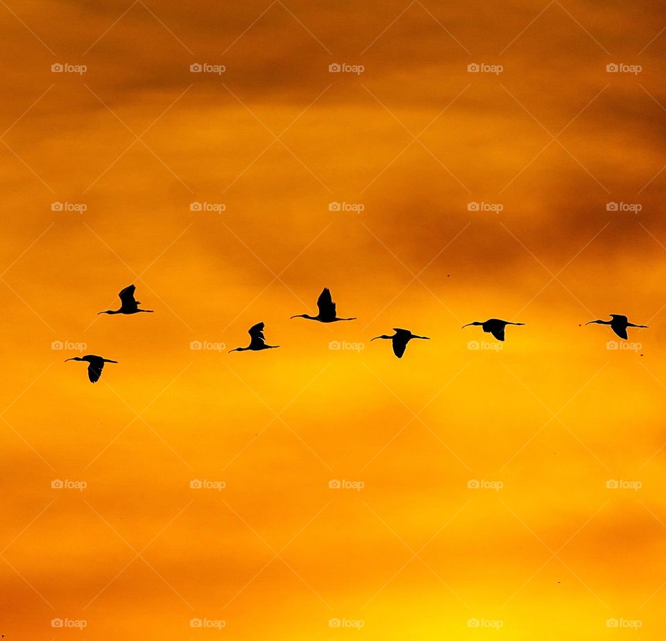 A lovely sunrise - birds seeking a new day in summer time 