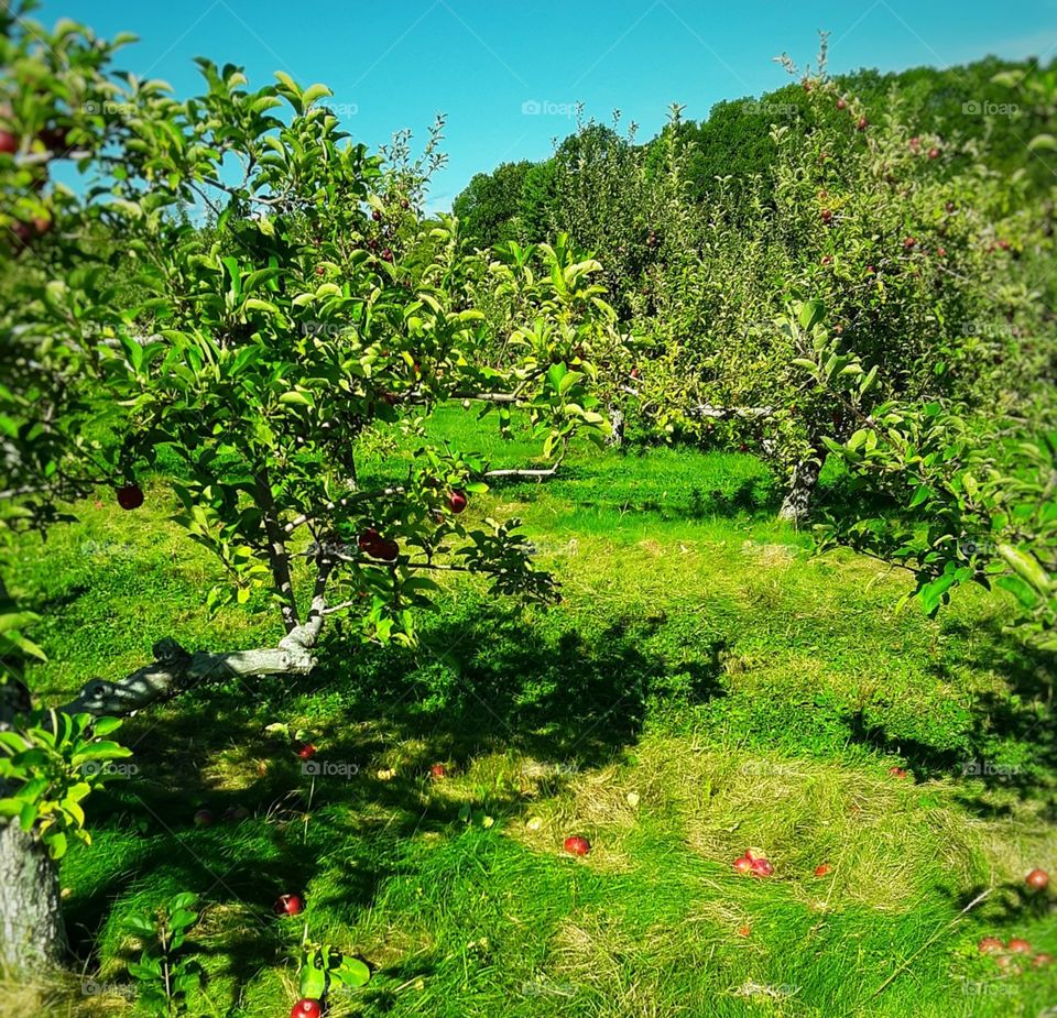 apple orchard