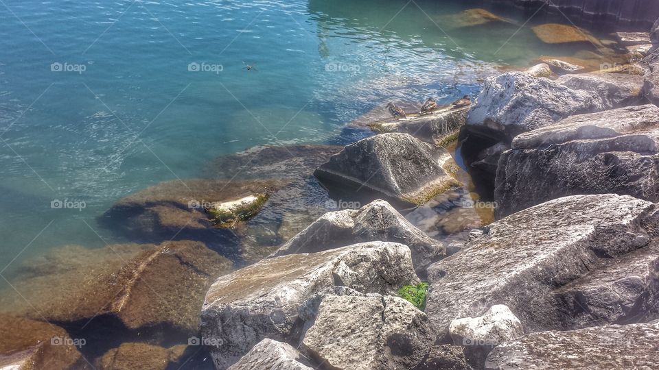 Summer by the Water. Three Ducks & a Dragonfly