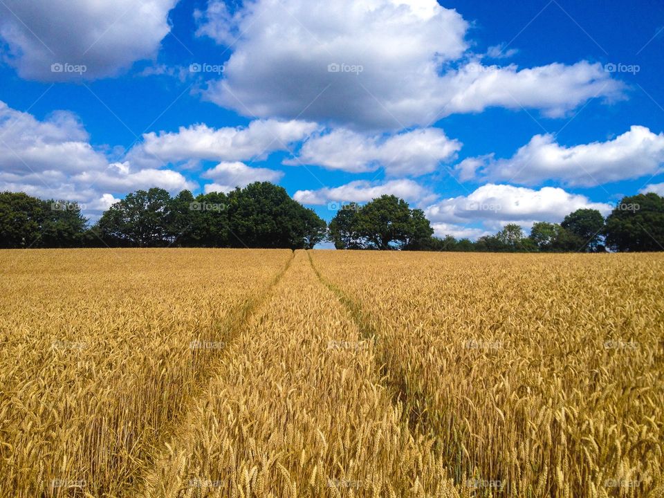 Golden wheat field against cloudy sky