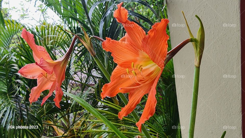 Jamaican lily