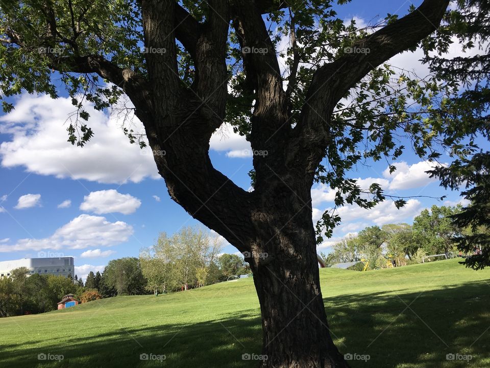 Tree, Landscape, Outdoors, No Person, Grass