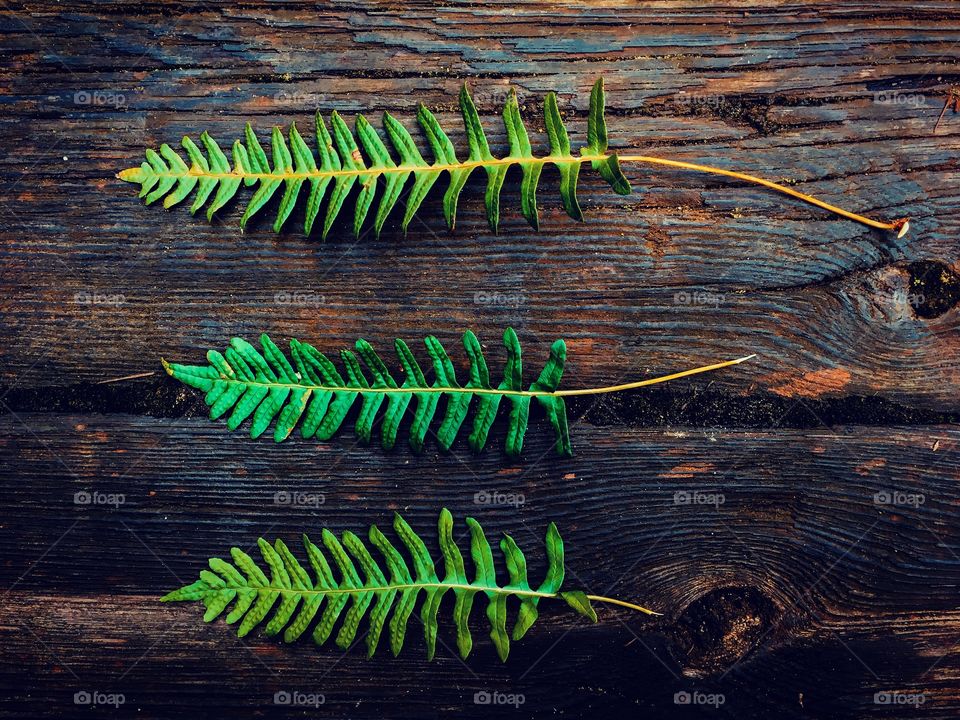 Leaves on old wood