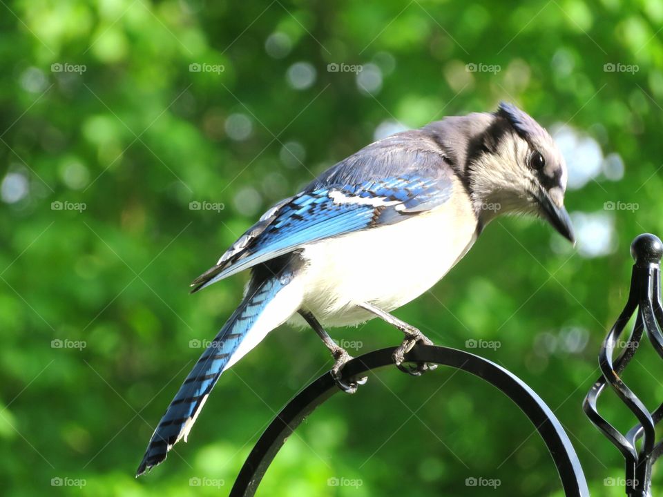 Blue Jay